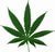 marijuana leaf small marijuana physician clinic billing