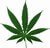 medical marijuana clinic in Miami, marijuana office, medical marijuana clinic, medical marijuana office, cannabis clinic