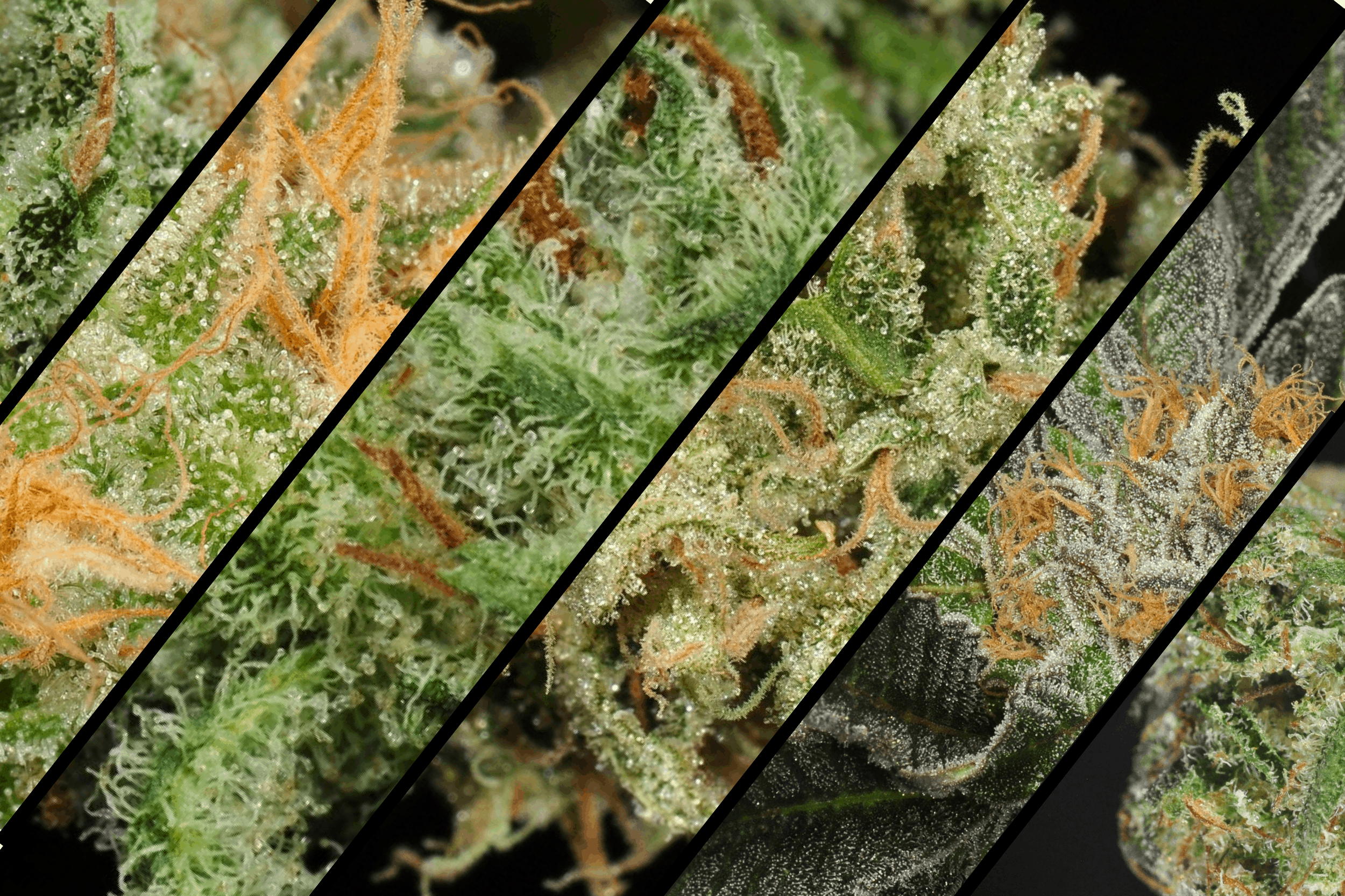 The Many Different Types of Medical Marijuana Plants