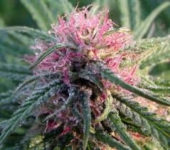 Marijuana Flower and The Entourage Effect