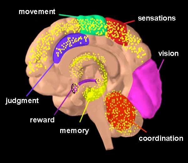 Exploring Therapeutic Effects of Marijuana Without the High