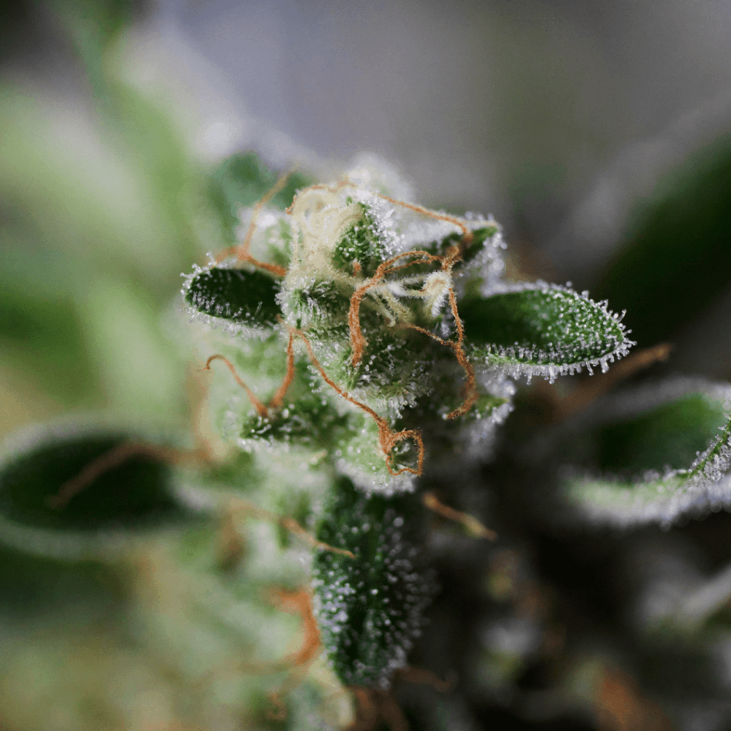 Cannabis Bud