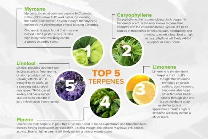 terpenes