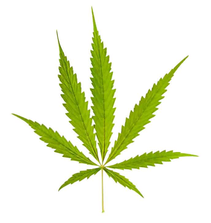 cannabinoid oil demand rises