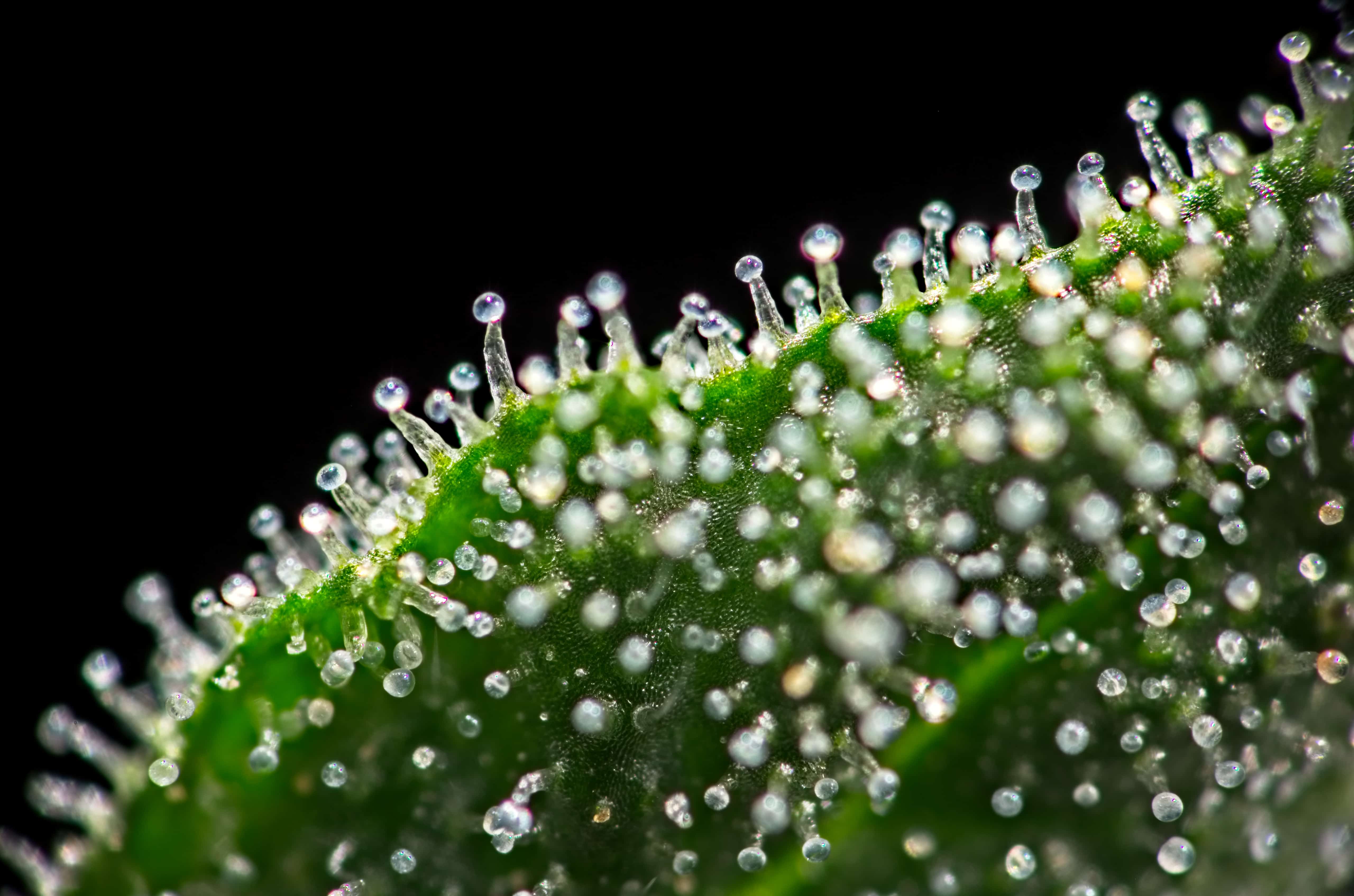 Who are KindHealth Marijuana Doctors?