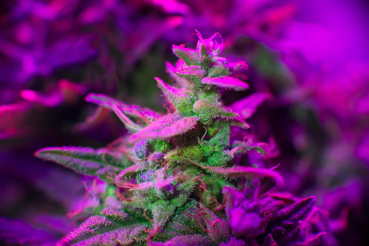 Can I Travel in State with Medical Cannabis?