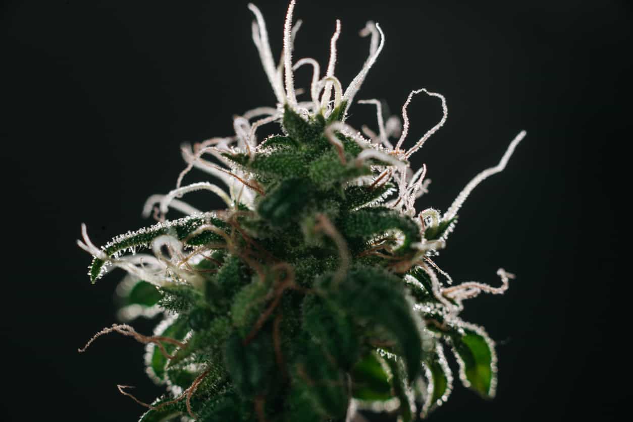 Where Can I Get A Medical Marijuana Evaluation?