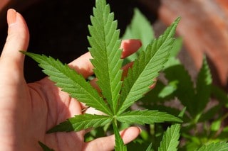 cannabis leaf in hand