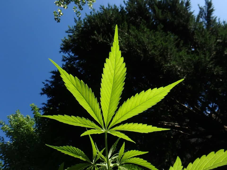 Marijuana Pros & Cons: Key Insights Revealed