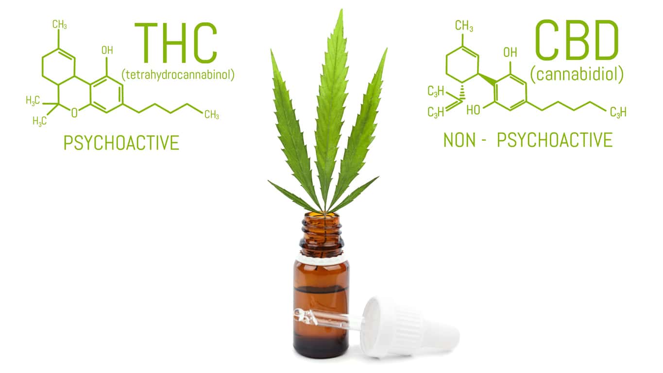 What’s the Difference Between CBD and THC?