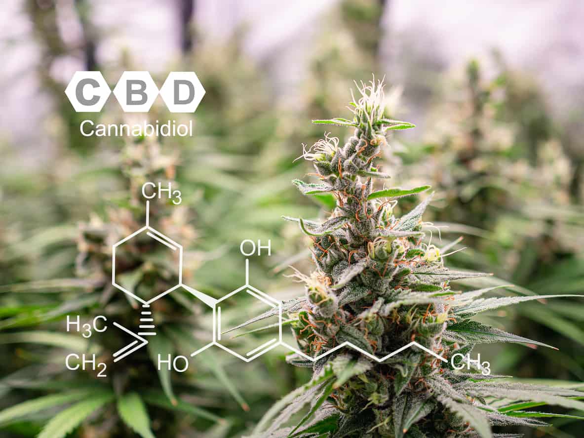 What is the Entourage Effect of THC and CBD for Anxiety?