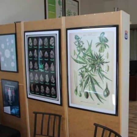 $99 MMJ Cards in Miami