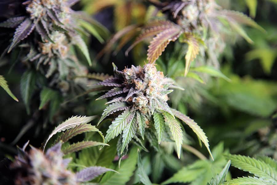 The World of Indica Cannabis