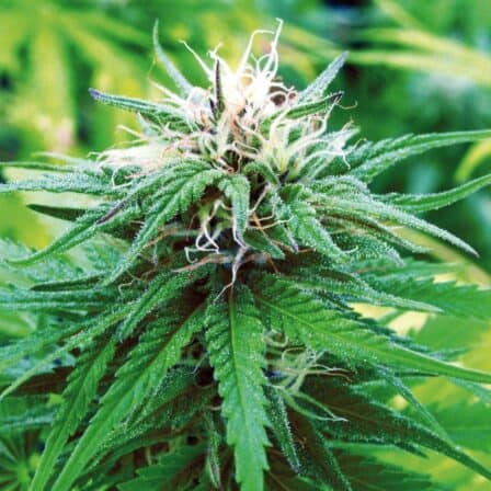 indica plant