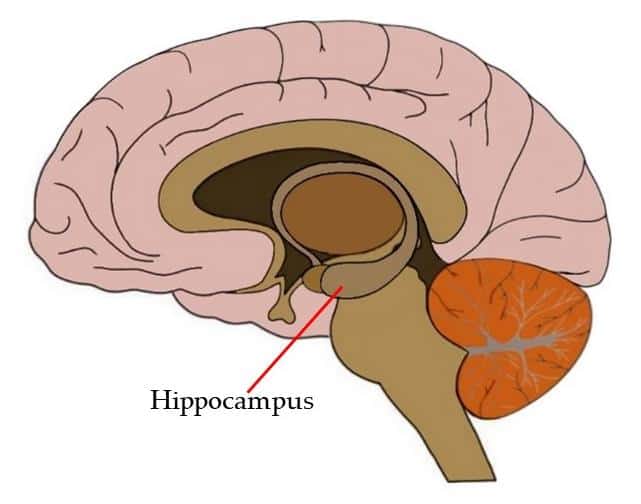 Does Marijuana Affect Your Memory