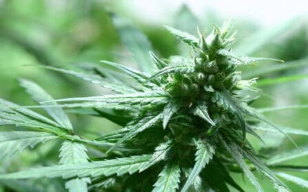 what is sativa good for
