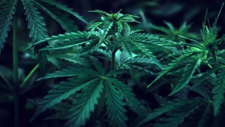 what is sativa good for