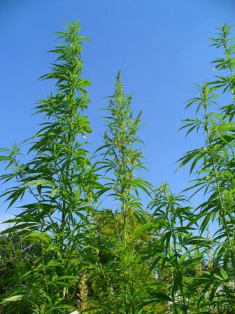 tall sativa plants