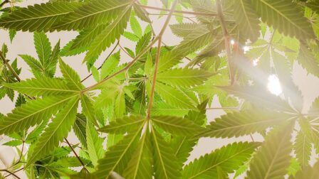 cannabis opioid treatment